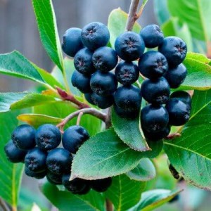 aronia černoplodá, jeřabina, jeřabina černá, aronia, aronia, aronia černoplodá hugin, aronia melanocarpa hugin, aronia třešňolistá viking, aronia prunifolia viking