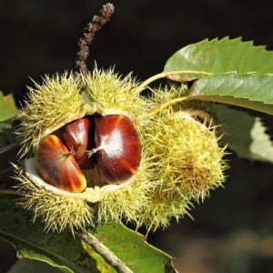 kaštan, kaštan jedlý, Castanea sativa, kaštan jedlý Magical Bowl, Castanea sativa Magical Bowl, kaštan jedlý Variegata, Castanea sativa Variegata