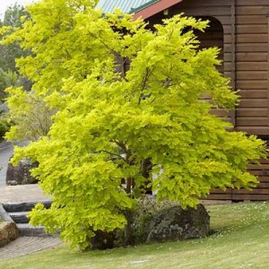 glediče, glediče třítrnová, glediče třítrnová sunburst, gledicia bez trnů, gleditsia triacanthos inermis, beztrnova gledicia, gledicia skyline, gledicia beztrnova skyline