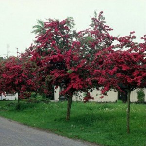 hloh, hlohy, hloh křivolališný, crataegus laevigata pauls scarlet, crataegus