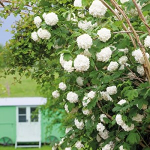 hortenzie popínavá, hortenzie popinava, hortenzie, hortenzie, hydrangea petiolaris, hydrangea