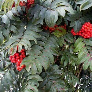 jeřabina, jeřabiny, sorbus thuringiaca fastigiata, sorbus, jeřabina ptačí, sorbus aucuparia, jeřabina turingová fastigiata, jeřabina koehneana, sorbus koehneana, jeřabina ptačí edulis, sorbus aucuparia edulis, jeřabina vícekmen rabina ptačí dodong, sorbu