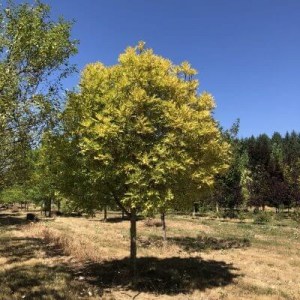 jasan, jasan, jasan štíhlý, fraxinus excelsior, fraxinus, sazenice jasanu, jasan úzkolistý raywood, jasan americký podzim purple, jasan mannový obelisk, jasan mannový meczek