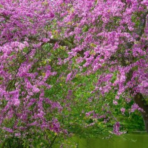 jidášovec, judasovec, jidášovec luskovitý, cercis siliquastrum, jidášovec kanadský forest maceška, cercis canadensis forest maceška, jidášovec čínský avondale, cercis chinensis avondale, jidášovec kanadský ruby falls, rubínové of gold, jidášovec kanadský