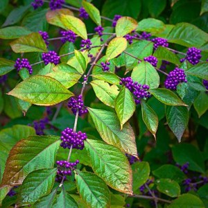 krásnoplod, krásnoplody, callicarpa bodnýři profusion, callicarpa, krásnoplodka bodinýřová, krásnoplodka