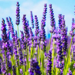 levandule lékařská munstead, lavandula angustifolia munstead, levandule, levandule, levandule lékařská, levandule úzkolistá dwarf blue, lavandula angustifolia dwarf blue, levandule úzkolistá