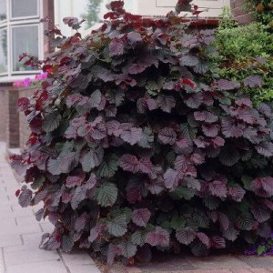 líska, lísky, líska obyčejná, corylus avellana contorta, líska největší purpurová, corylus maxima purpurea, líska obyčejná garibaldi, líska turecká, líska pokroucená red majestic, líska obyčejná annymien red