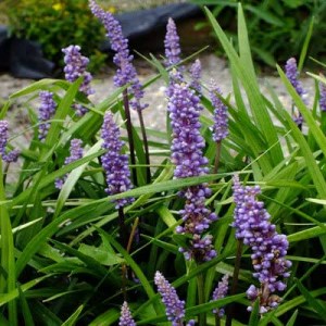 liriope, liriope muscari big blue, stálezelená trvalka, stinné zahrady, estetika, dekorativní, zahradnické centrum, odrůdy.