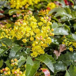 mahonie, mahonia, mahonia, mahonia aquifolium