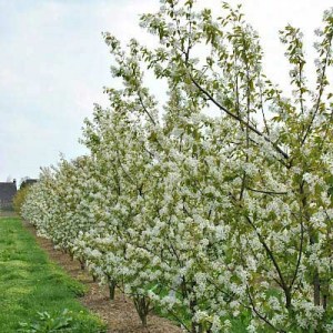 muchovník, amelanchier, muchovník velkokvětý prince william, muchovník hladký ballerina, muchovník lamarcků, muchovník olšolistý saskatoon berry, muchovník stromovitý robin hill, muchovník lamarcků na kmínku, muchovník lamarckov tvar vícekmen