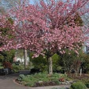 okrasná třešeň, okrasné třešně, třešeň pilkatá , sakura kanzan, prunus serrulata kanzan, třešeň pilkatá kiku shidare, převislá sakura, prunus serrulata kiku shidare, třešeň royy burgund okrasná třešeň vícekmen, třešeň pilkatá pink perfection vícekmen