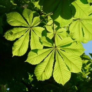 jírovec, jírovec, jírovec koňský, jírovec, jírovec koňský, aesculus hippocastanum, jírovec koňský baumannii, aesculus hippocastanum baumannii, jírovec pleťový briotii, aesculus carnea briotii