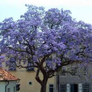 paulovnia, paulownia, paulovnie, strom štěsta, paulownia tomentosa