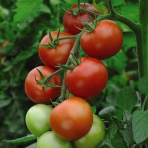 Vyberte si přesady zeleniny: paradajky, papriky a okurky, které jednoduše zasadíte do květináče nebo na zahrádku. Nemusíte se trápit sejícími semeny.
