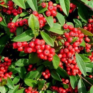 skalník,cotoneaster,cotoneaster dammeri coral beauty