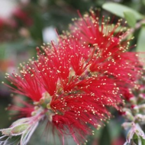 callistemon laevis, callistemon, laevis, štetkovec, tyčinkovec