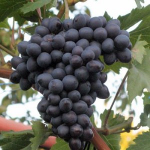 vinič, vinič lilia, vinič sugraone seedless, vinič moldova, vinič nero tmavomodrý, vinič arkadia zlatožltý, vinič jupiter ružový bezsemenný