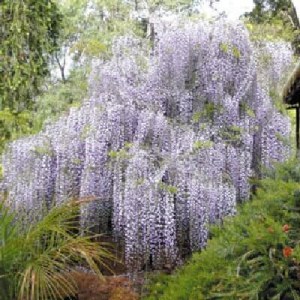 vistárie,visterie,wisteria,visterie čínská,wisteria sinensis, vistárie čínská alba, wisteria sinensis alba, vistárie květnatá rosea, wisteria sinensis rosea, vistárie roubovaná