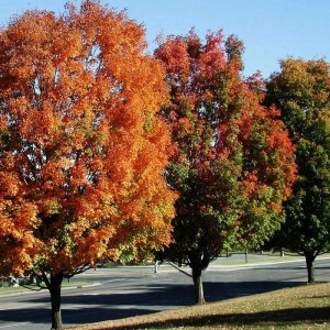 ambrovník styraxový, liquidambar styraciflua, ambrovník, ambrovnik, liquidambar, ambrovník 175-200cm