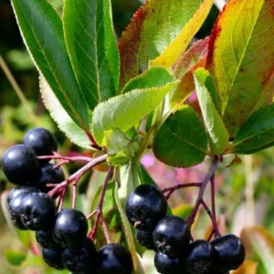 arónia čiernoplodá hugin, aronia melanocarpa hugin, arónia hugin, aronia hugin