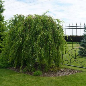 breza previsnutá youngii, betula pendula youngii, breza, breza previsnutá, betula, betula pndula, breza youngii