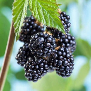 černica black satin, rubus fruticosus black satin, černica beztŕňová, beztŕňová černica