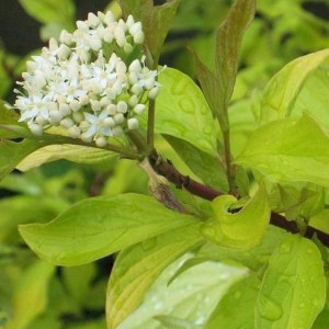 drieň biely aurea, cornus alba aurea, drieň biely, cornus, cornus alba, drieň, drien