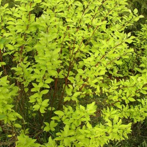 drieň biely aurea, cornus alba aurea, drieň biely, cornus, cornus alba, drieň, drien