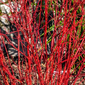 drieň krvavý annys winter beauty, cornus sanquinea annys winter beauty, drieň krvavý, drieň krvavá, drieň, drieň annys winter beauty