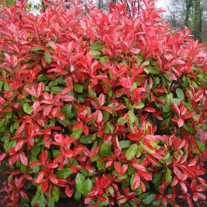 fotínia fraseri red robin, photinia fraseri red robin, fotínia, photinia, fotínia red robin, červená fotínia