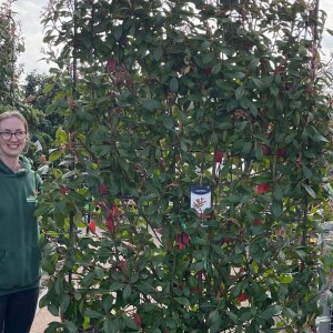 fotínia fraseri compacta tvar stena. photinia fraseri compacta, fotínia tvar stena, stena z fotínií