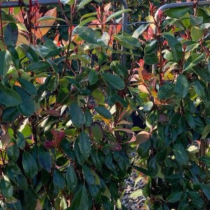 fotínia fraseri red robin, photinia fraseri red robin, fotínia, photinia, fotínia red robin, červená fotínia