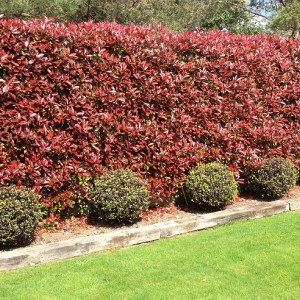 fotínia fraseri compacta tvar kužeľ, photinia fraseri compacta, photinia compacta, fotínia compacta, compacta, fotínia fraseri