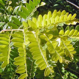 gledíčia bez tŕňov, gleditsia triacanthos inermis, gledíčia, gleditsia triacanthos, gleditsia inermis,