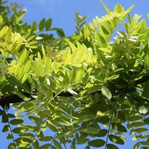 gledíčia trojtŕňová sunburst, gleditsia triacanthos sunburst, gledícia, gledíčia sunburst, gledíčia trojtŕňová, gledicia trojtrnova sunburst, gledicia 400-450cm