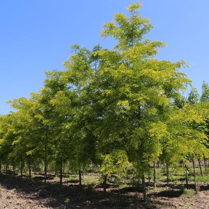 gledíčia trojtŕňová sunburst, gleditsia triacanthos sunburst, gledícia, gledíčia sunburst, gledíčia trojtŕňová, gledicia trojtrnova sunburst