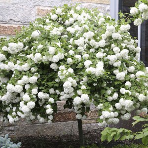 hortenzia metlinatá na kmienku, hydrangea paniculata, hortenzia na kmienku, kmieniková hortenzia