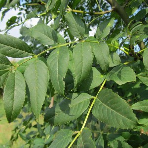 jaseň štíhly, fraxinus excelsior, jaseň, jasen stihly, fraxinus, sadenica jaseňa