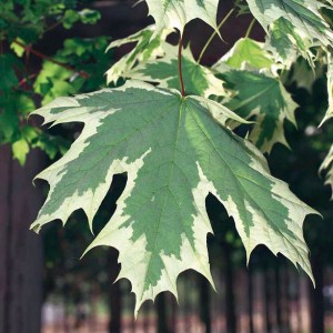 javor mliečny drummondii, acer platanoides drummondii, javor mliečny, acer platanoides, acer drummondii, javor mliečny drummondii na kmienku 150cm