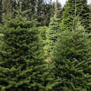 jedľa korejská 200cm, jedla korejska 220cm, abies koreana, jedlička, jedlicka, kórejská jedľa, korejska jedla