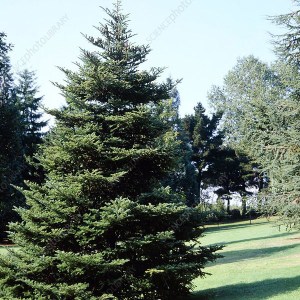 jedľa korejská, jedla korejska, abies koreana, jedlička, jedlicka, kórejská jedľa, korejska jedla, jedľa kórejská 80-100cm