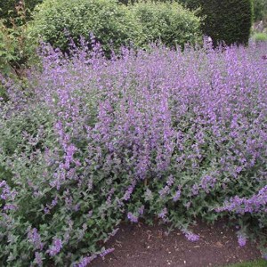 kocúrnik záhradný, kocúrnik, kocurnik, kocurnik zahradny, nepeta