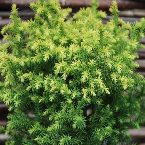 kryptoméria japonská globosa nana, cryptomeria japonica globosa nana, kryptoméria, kryptoméria japonská, kryptomeria