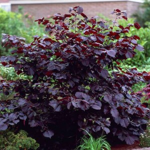 lieska najväčšia, lieska najvacsia, corylus maxima purpurea, corylus maxima, corylus purpurea, lieska, liesky, červená lieska, tmavocervena lieska, farebna lieska