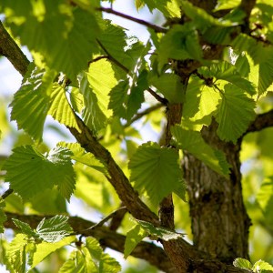 lieska turecká, lieska, corylus colurna