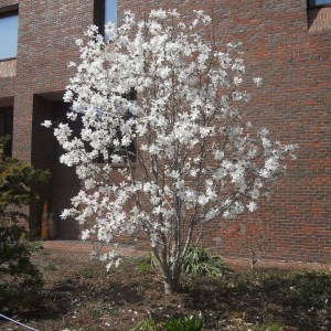 magnólia hviezdokvetá stellata. magnolia stellata, magnólia hviezdokvetá, magnólia stellata, hviezdokvetá magnólia, magnólia