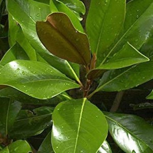 magnólia veľkokvetá gallissoniensis, magnolia grandiflora galissoniere, magnólia veľkokvetá, magnolia velkokveta, magnólia, magnolia, magnólia galissoniere