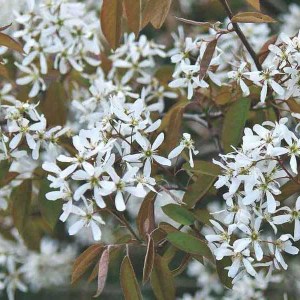 muchovník lamarckov tvar viackmen hríbik, amelanchier lamarckii tvar viackmen hribik, muchovník, muchovnik lamarckov tvar viackmen hribik