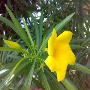 oleander obyčajný, nerium oleander, oleander, oleander obycajny, nerium, žltý oleander, zlty oleander