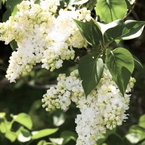 orgován obyčajný madame lemoine, syringa vulgaris madame lemoine, orgován obyčajný lemoine, syringa madame lemoine, orgován biely, orgovan biely, orgován obyčajný madame, syringa vulgaris lemoine